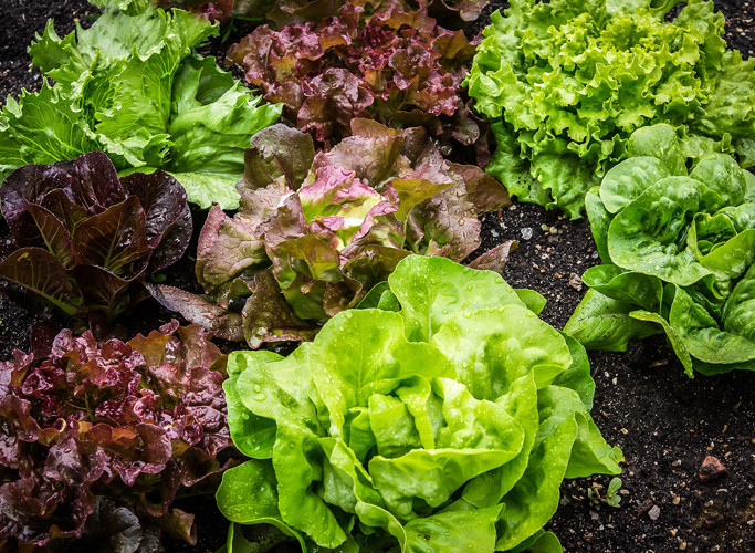 EXOTIC VEGETABLES